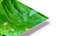 Skunk Cabbage Furls HD Metal print