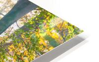 Misty Morning in the Forest HD Metal print