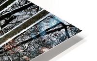 Trees Outlined with Snow  HD Metal print