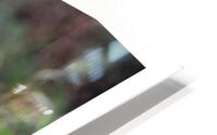 LE POTENTIEL HD Metal print