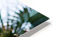 Palmetto Glory HD Metal print