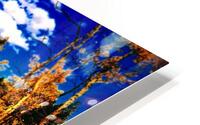 Pumpkin Path HD Metal print