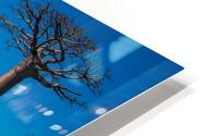 Avenue of the Baobabs HD Metal print