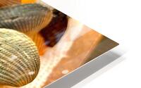 Beachcombing Shells HD Metal print