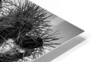 cholla cactus at dusk  square 1955 Cholla 13k HD Metal print