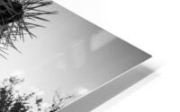 cholla cactus at dusk  horizontal 1955 Cholla 13k HD Metal print