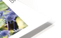 LES BIBITTES 6 HD Metal print