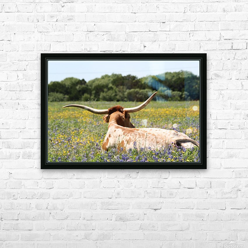 Texas Longhorn Traci Elizabeth Canvas