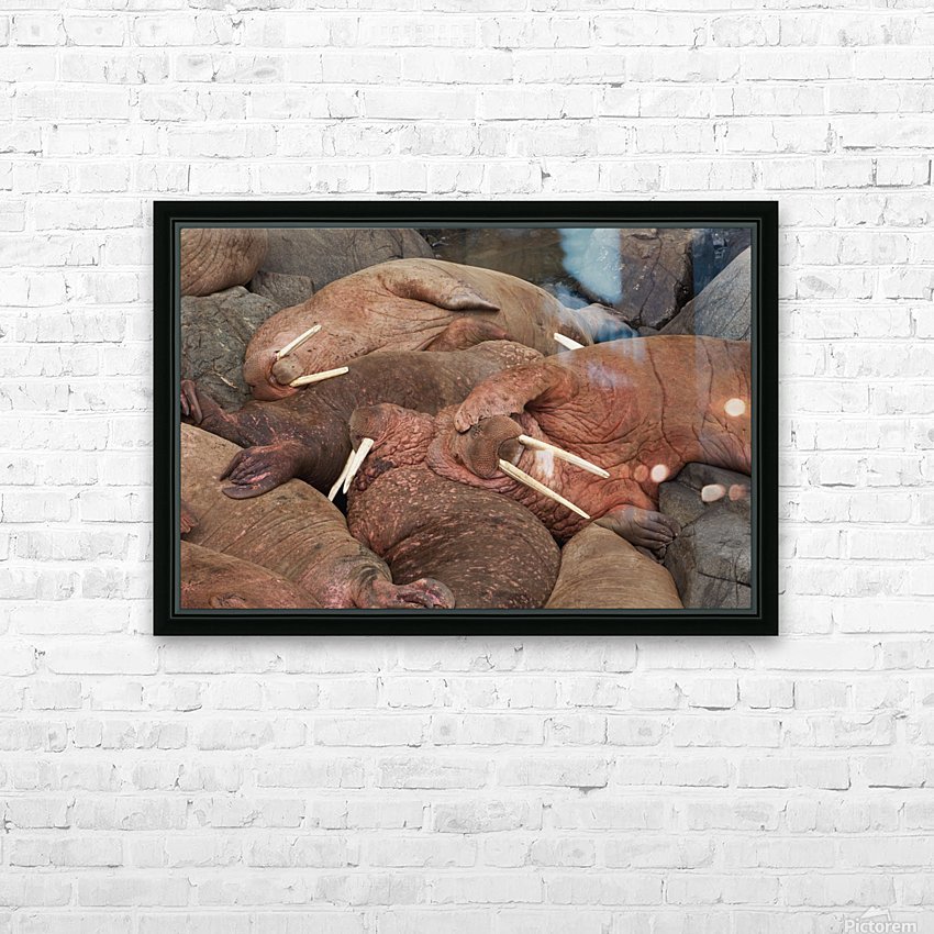 Male Pacific Walrus Odobenus Rosmarus Hauled Out On Rocky Shore
