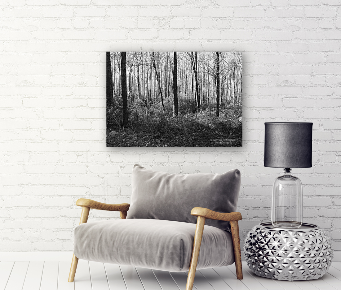 Meandering in the Frances Marion National Forest Art