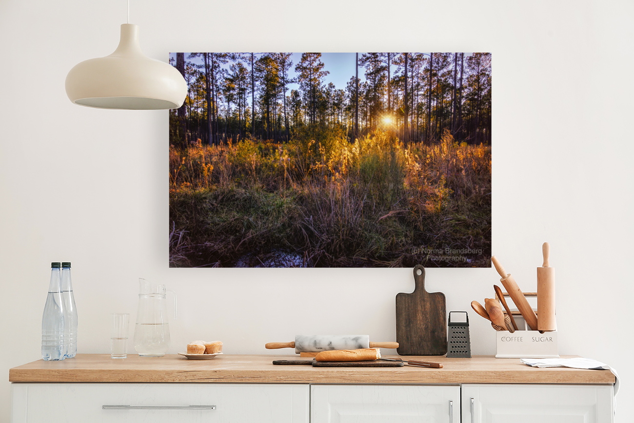 Woodland Marsh Sunset Winter Glow Art