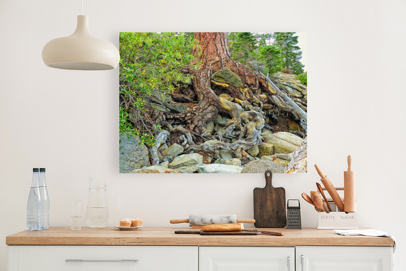 Lake Tahoe Gnarled  Root Tangle Art