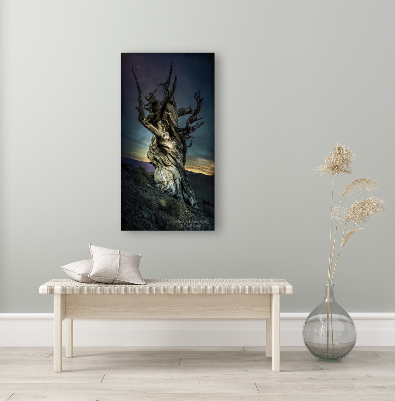 Inyo National Forest Tree Art