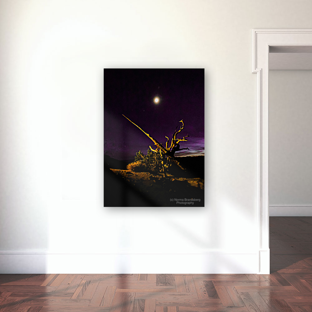 Old Sierra Malthusia Tree Art