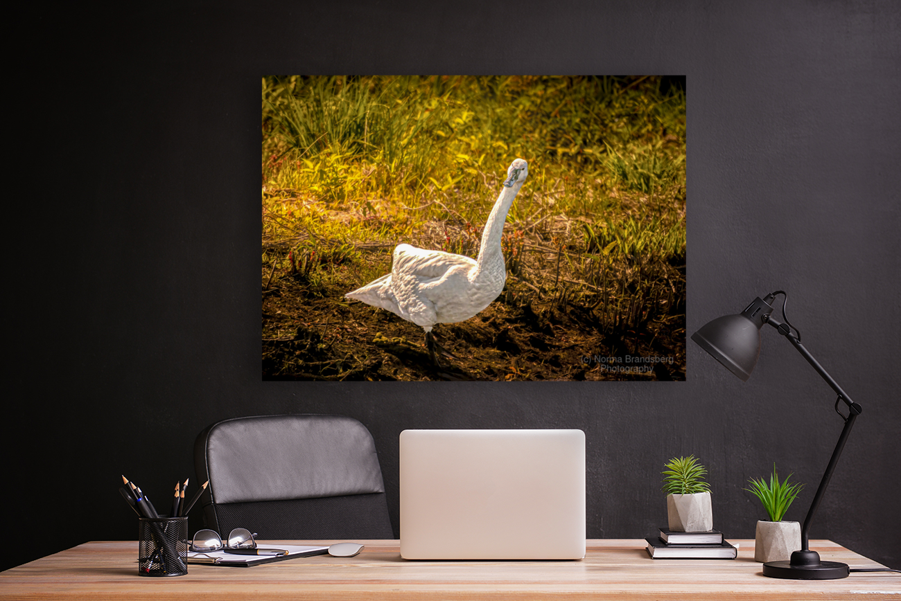 Tundra Swan Quizzical Face Art