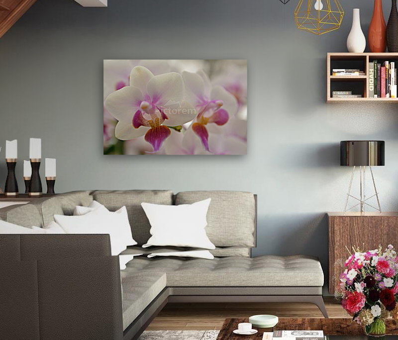 Orchids Photography Art