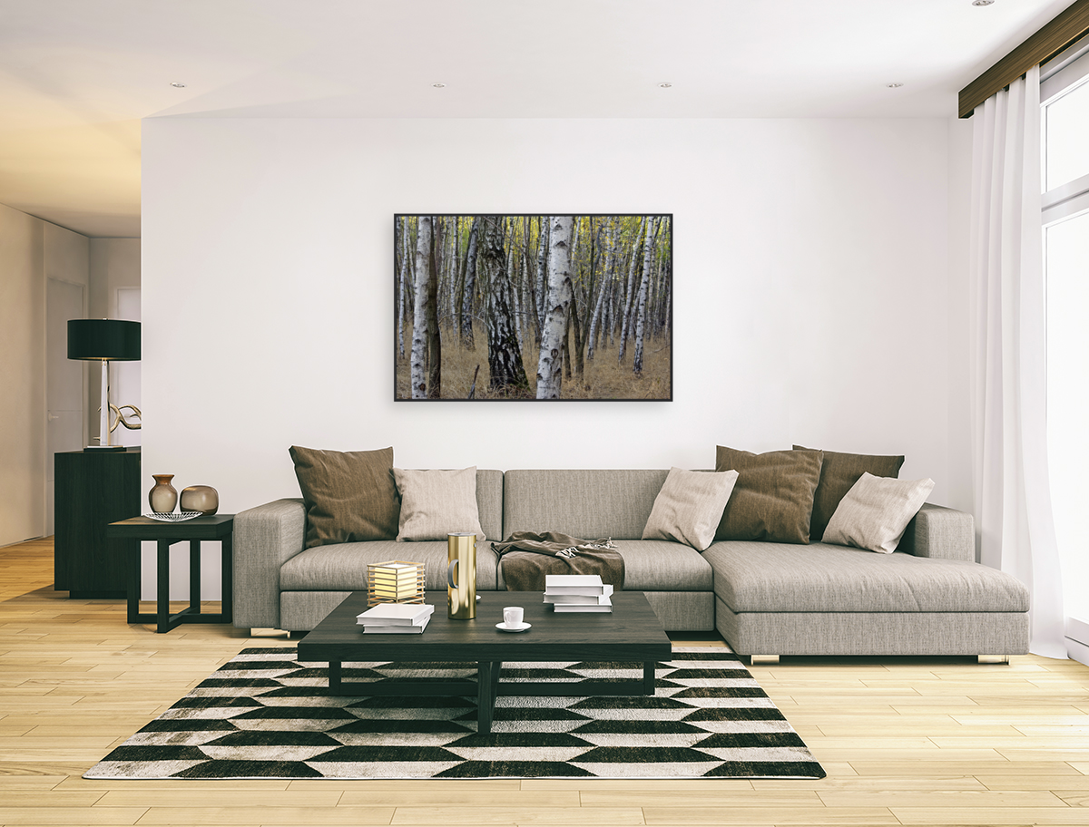 BIRCH FOREST Art