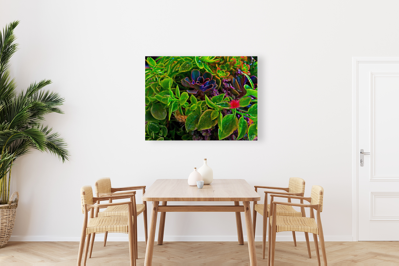 Saturated Succulents Art