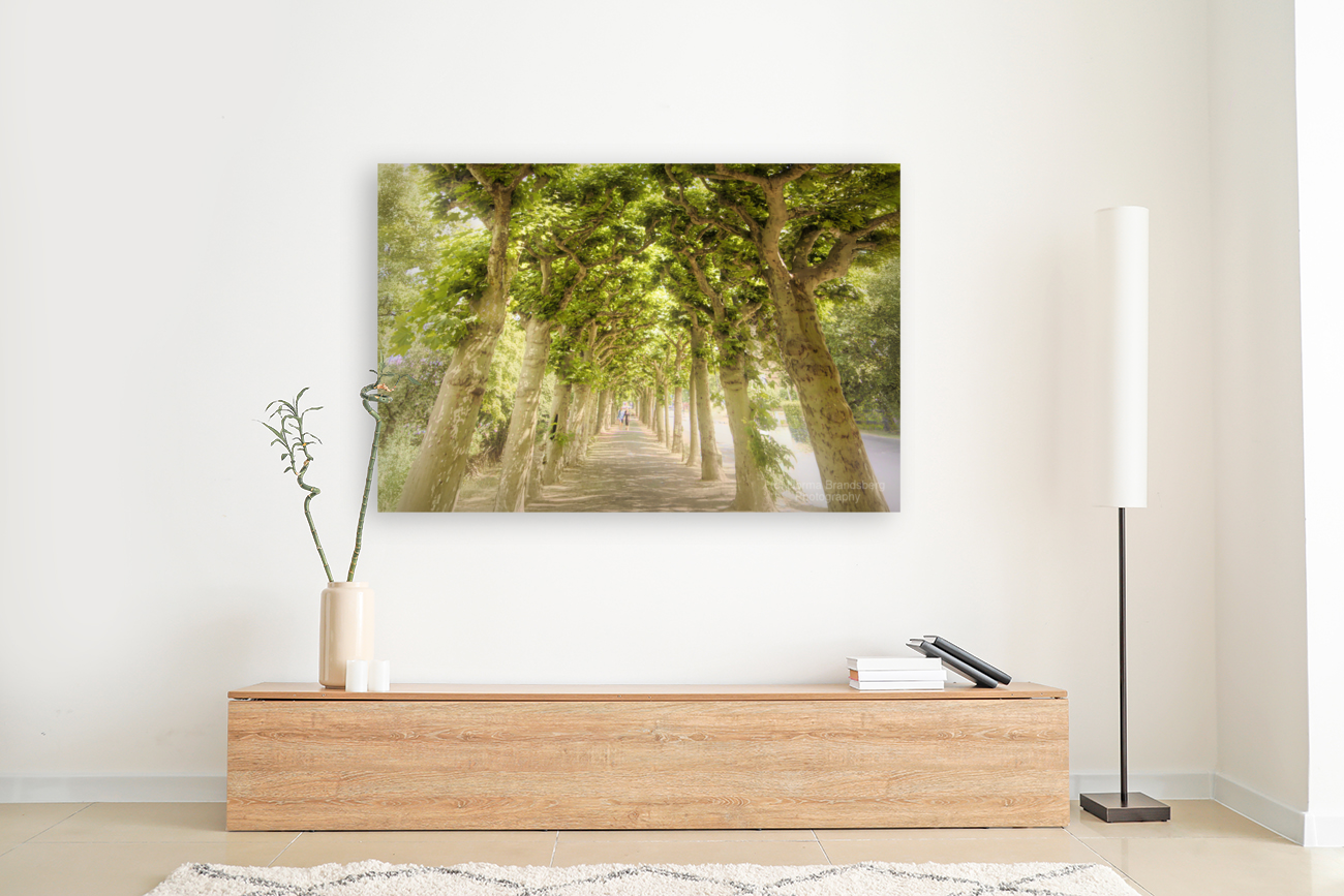 Sycamore Emerald Tunnel Promenade  Art