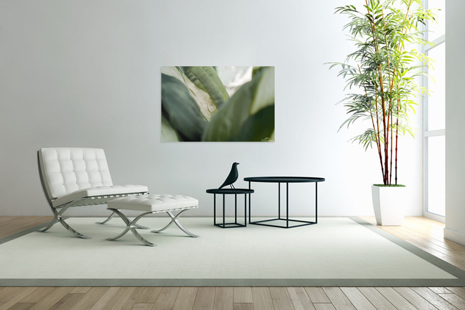 Une larme de hosta  Art