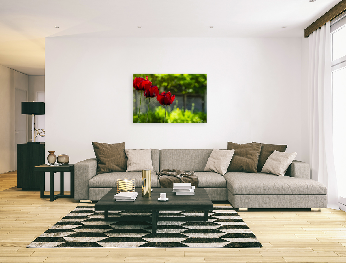 Trio Pavot Art