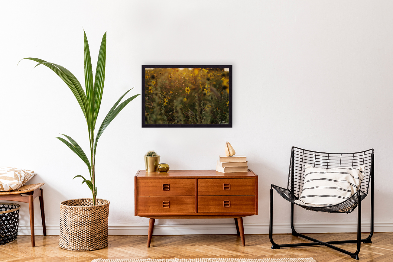 Sunset Coreopsis- Jeff Dempsey Art