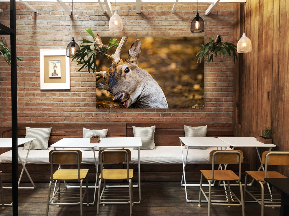 Deer scratching  Art