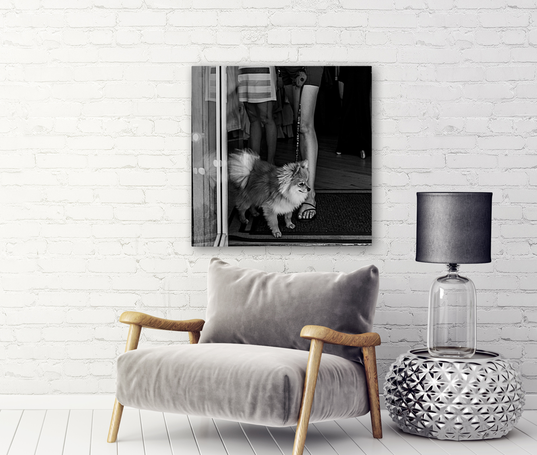 Pomeranian Art