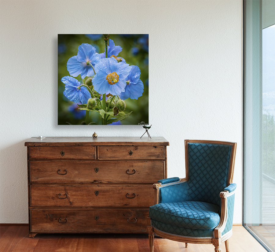 Pavots bleus  - Blue Poppies 5896 Art