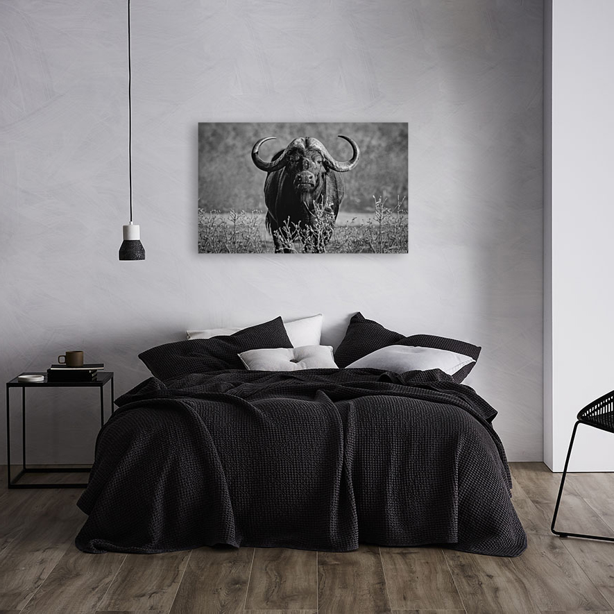 Buffalo stare Art