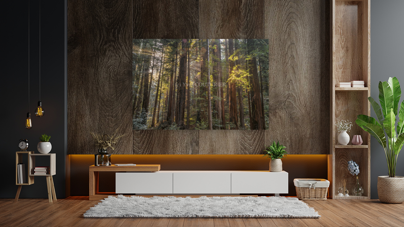 Muir woods Art