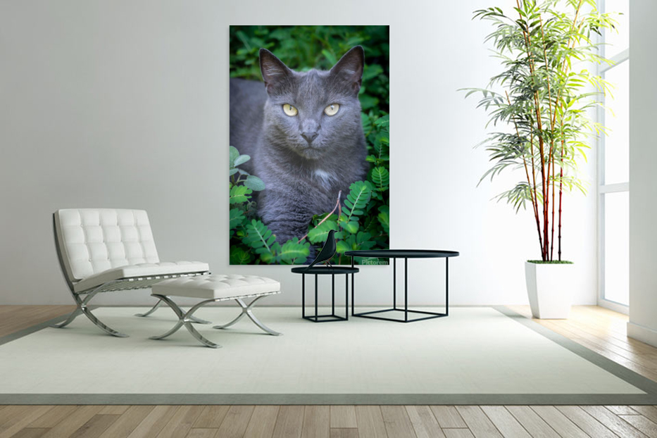 A Southern Cat Art