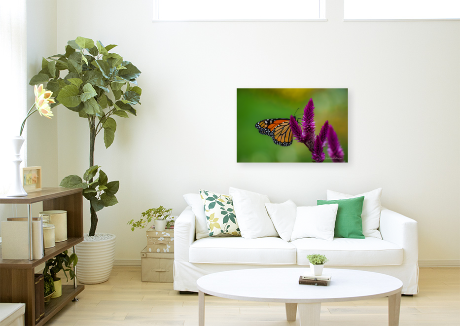 Butterfly 101 Art