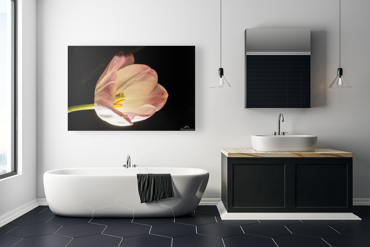 second tulip Art