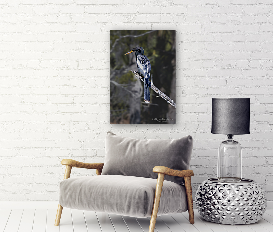 Glossy Anhinga Florida Bird  Art