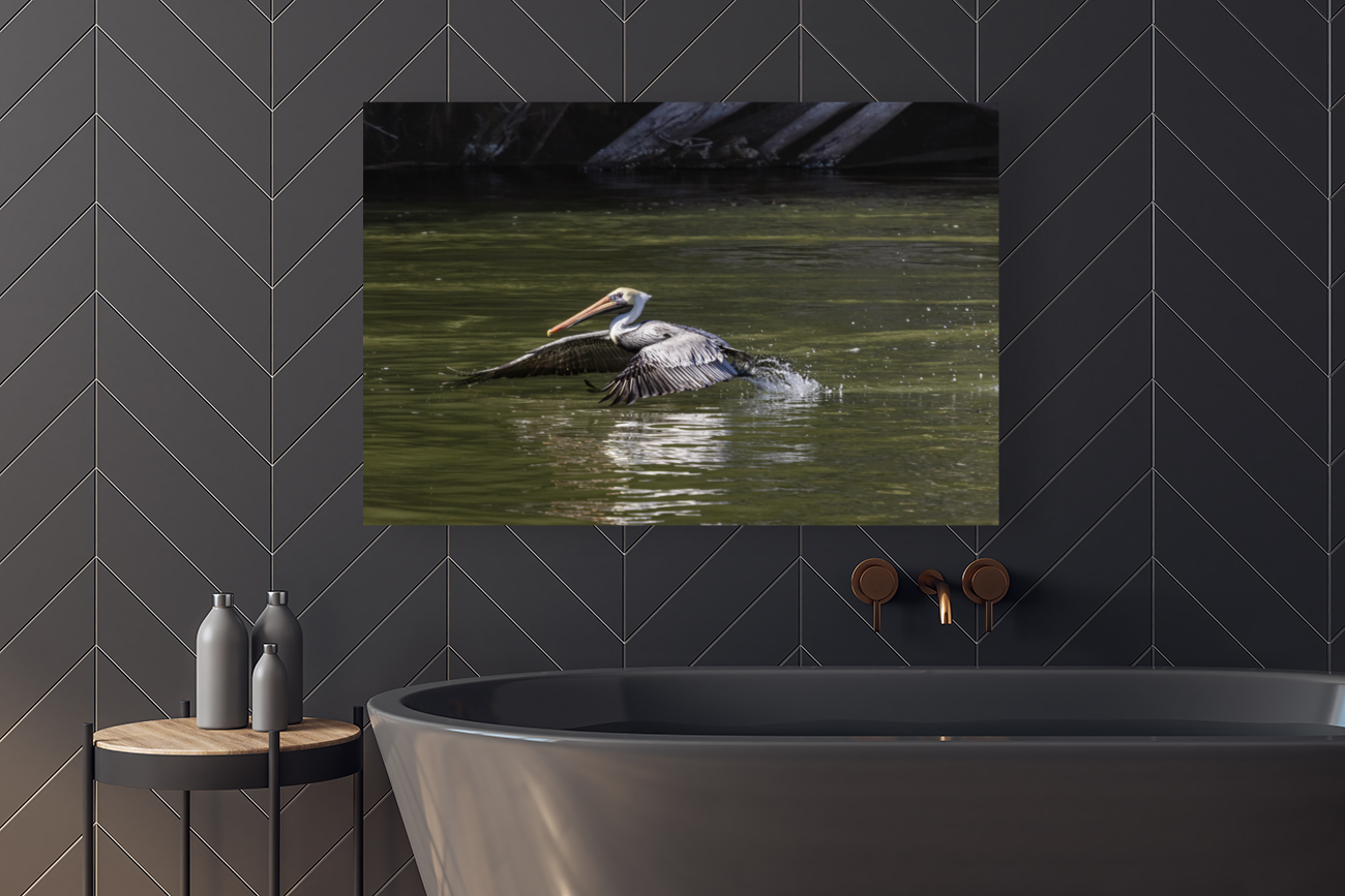 Pelican Coming in for a Landing Art