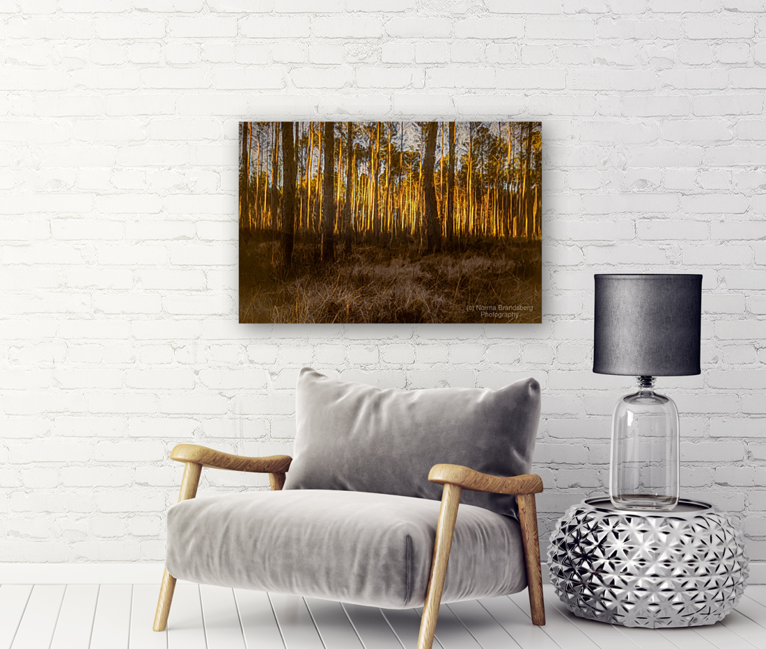 The Forest Glow at Sunset Art