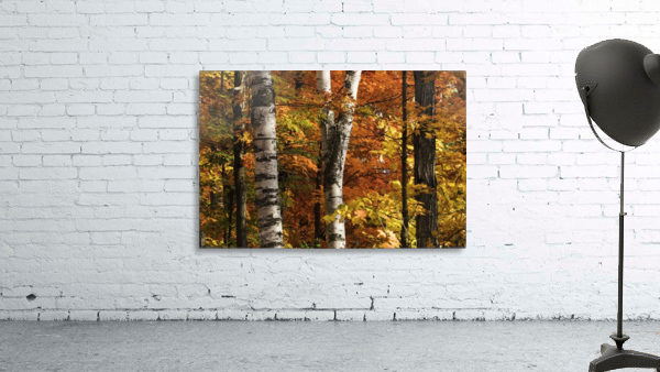 The colourful leaves and birch tree trunks in Algonquin Park; Ontario, Canada by PacificStock