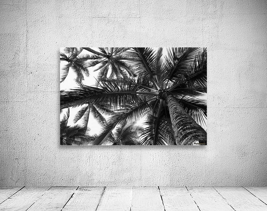 Low angle view of coconut palm trees in black and white; Honolulu, Oahu, Hawaii, United States of America Wall Preview