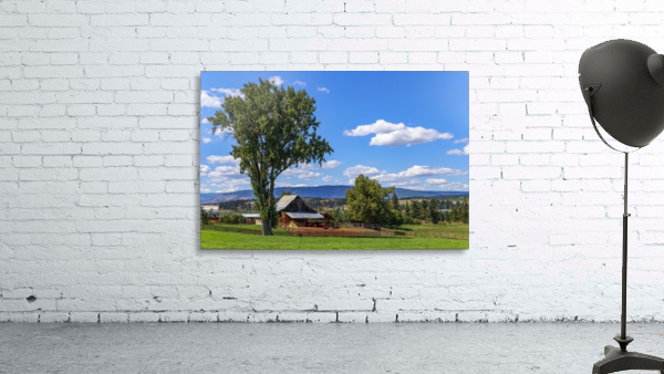 Beef cows rest in the shade of the barn roof under a blue sky with fluffy white clouds in the summer in the North Okanogan; British Columbia, Canada Wall Preview