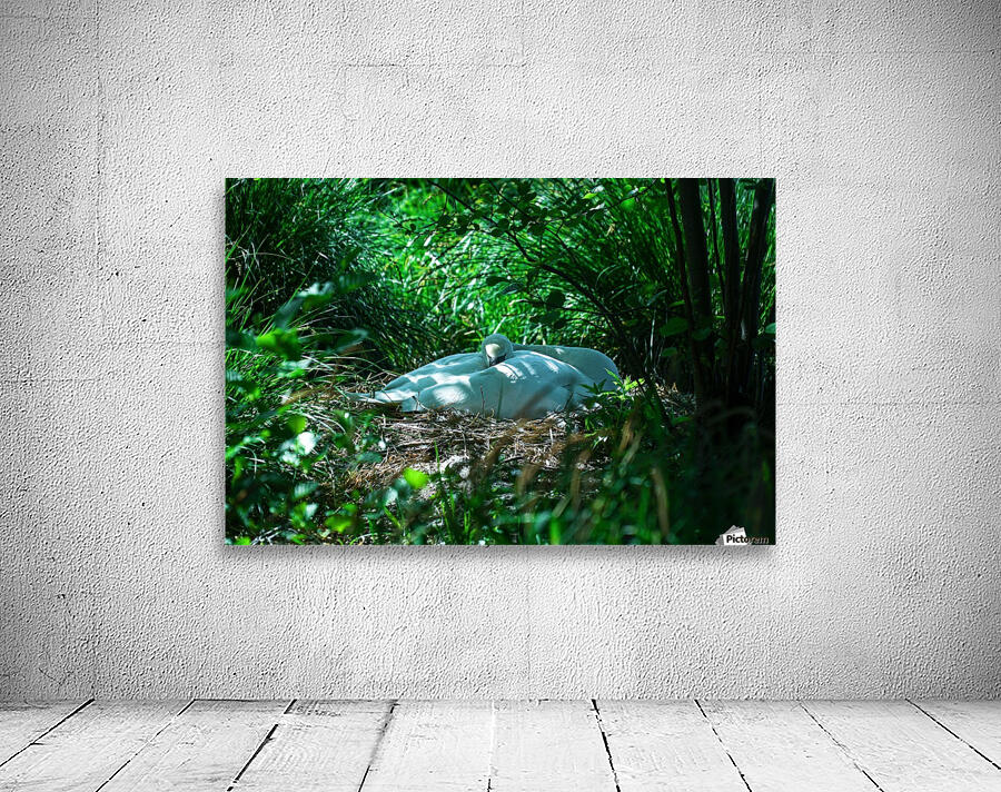 Resting Swan Wall Preview