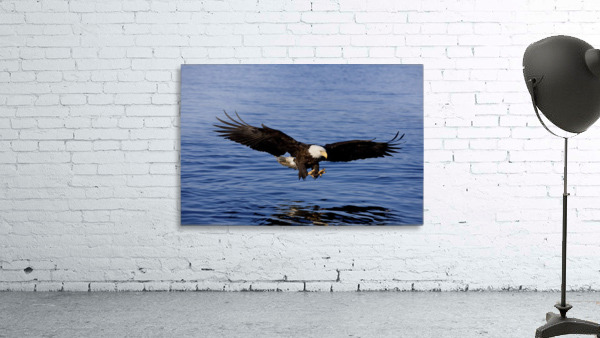 A Bald Eagle Swoops In With Talons Extended Just Before Catching A Fish From The Ocean In Southeast, Alaska. Wall Preview