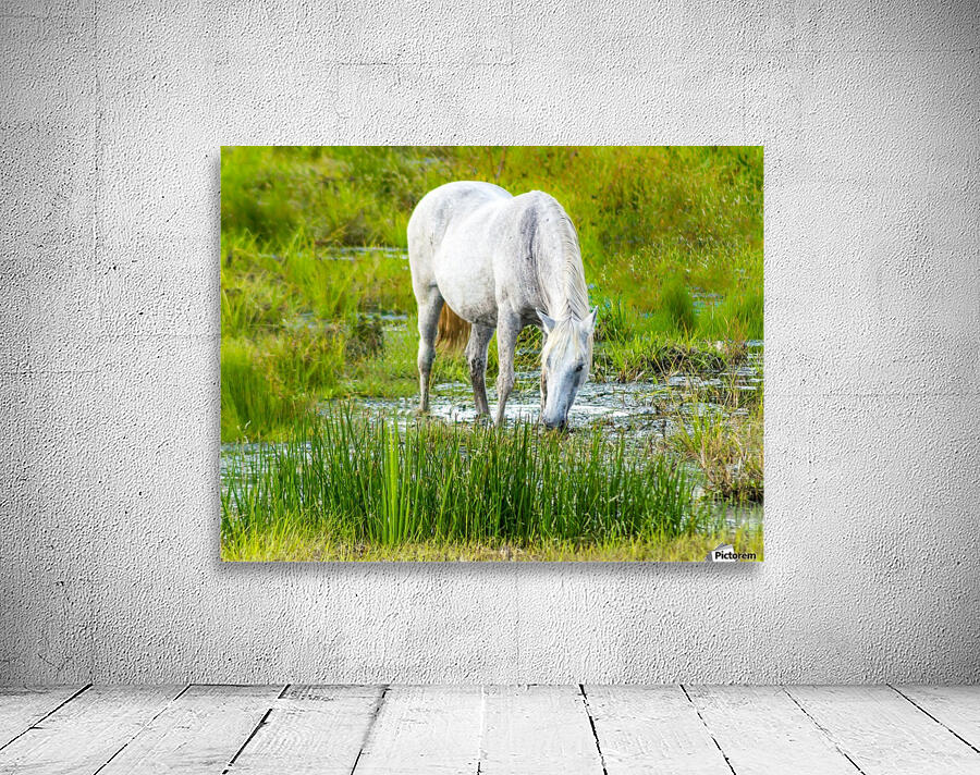 Wild Wetland Stallion Wall Preview