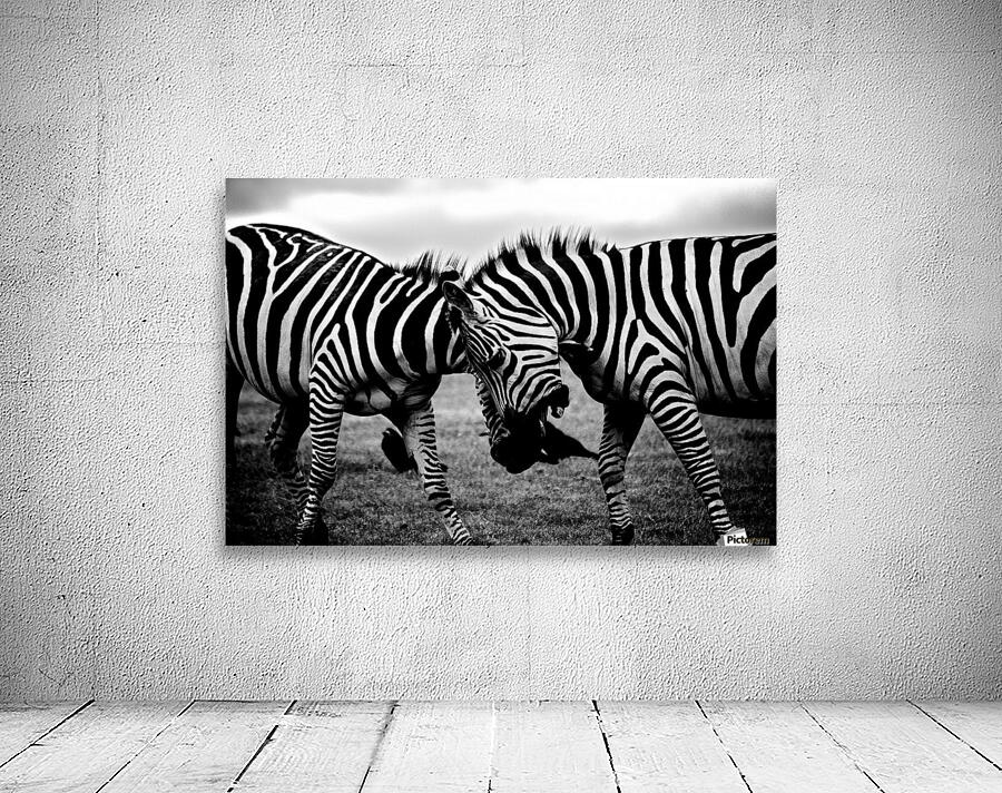 black and white africa animals wilderness by Stockpix