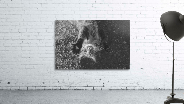 Cat by Stockpix