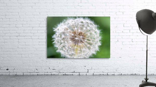 Dandylion Wall Preview