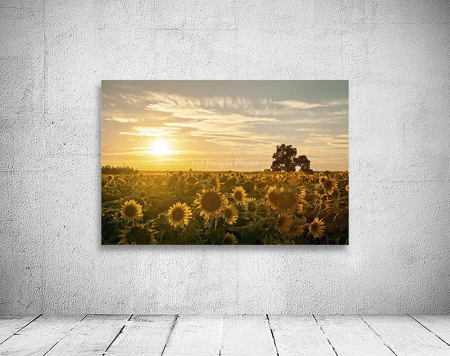 facing the sun by Jongas Photo