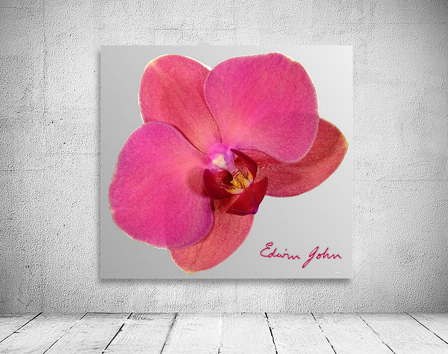 Single Moth Orchid Flower Magenta by Edwin John Wall Art