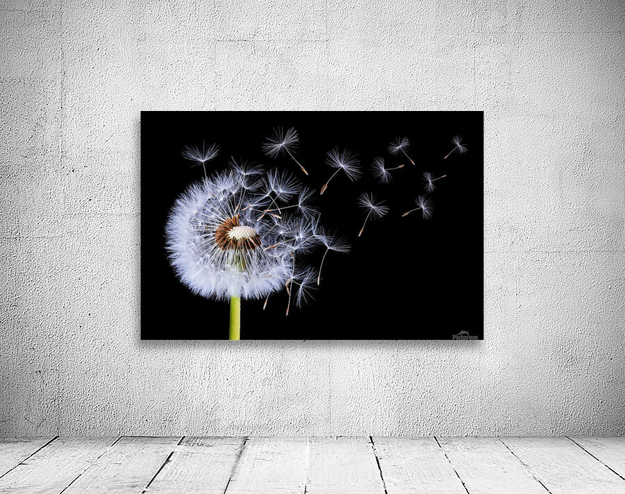 Dandelion Blowing