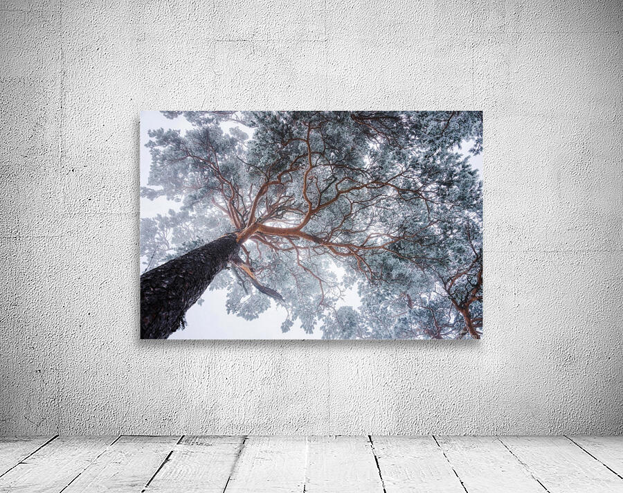 Winter tree lines by 1x